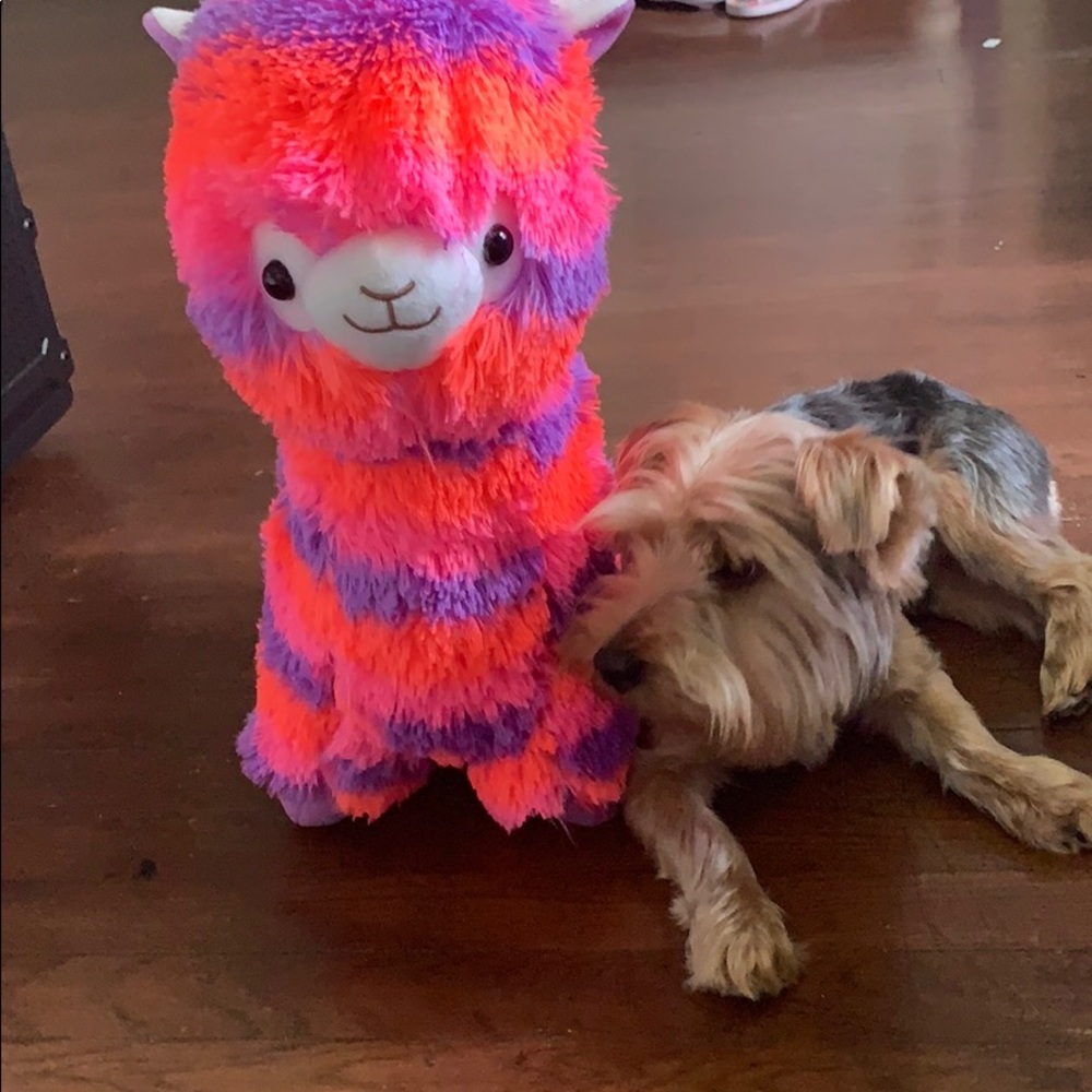 Colorful llama - Picture 5 of 5